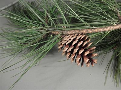 کاج سیاه، به عنوان بادشکن نیز استفاده می شود.